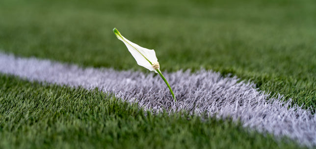 Peace lily in the grass on a football pitch