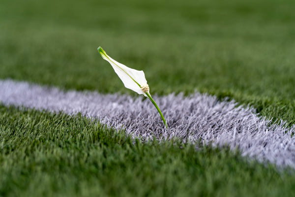 Peace lily in the grass on a football pitch