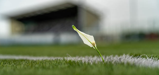 Peace lily in the grass on a football pitch