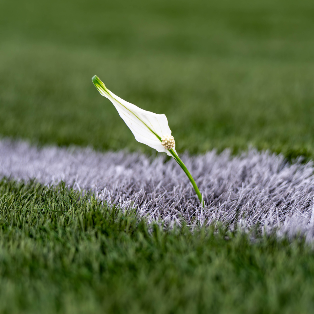 Peace lily flower in the ground on a football pitch