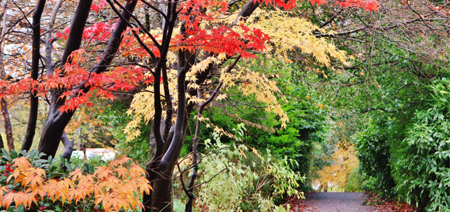 Colourful autumnal trees in a park 
