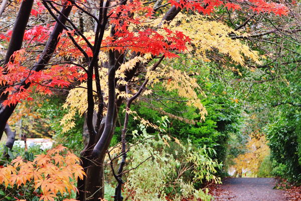 Colourful autumnal trees in a park 